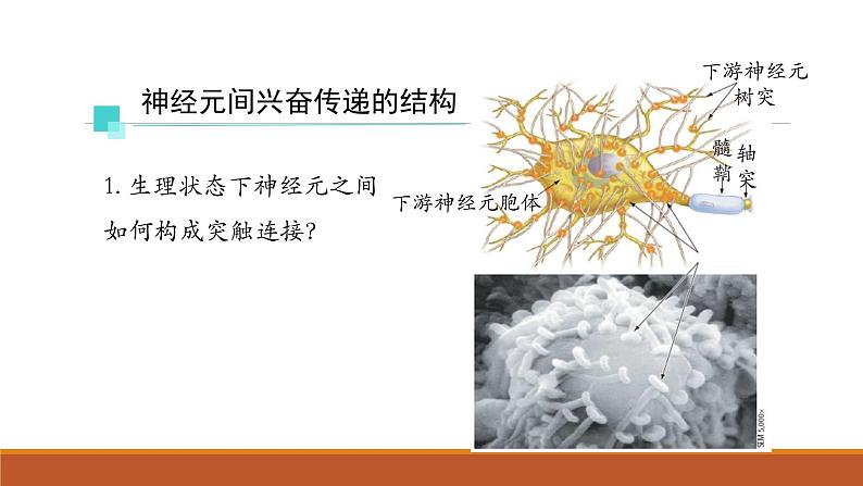 神经冲动的产生和传导PPT课件免费下载05