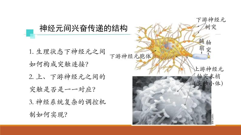 神经冲动的产生和传导PPT课件免费下载06