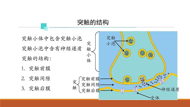 神经冲动的产生和传导PPT课件免费下载07