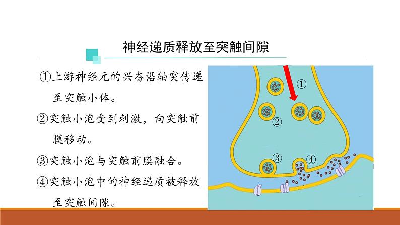 神经冲动的产生和传导PPT课件免费下载08