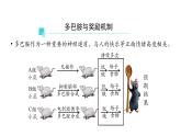 2.3神经冲动的产生和传导 第3课时 课件【新教材】人教版（2019）高中生物选择性必修一