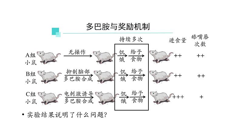 2.3神经冲动的产生和传导 第3课时 课件【新教材】人教版（2019）高中生物选择性必修一第4页