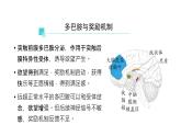 2.3神经冲动的产生和传导 第3课时 课件【新教材】人教版（2019）高中生物选择性必修一
