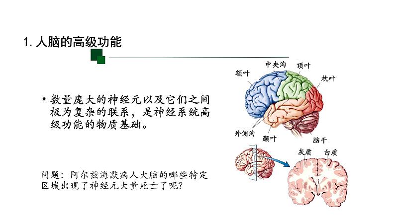 2.5人脑的高级功能 第1课时 课件【新教材】人教版（2019）高中生物选择性必修一第4页