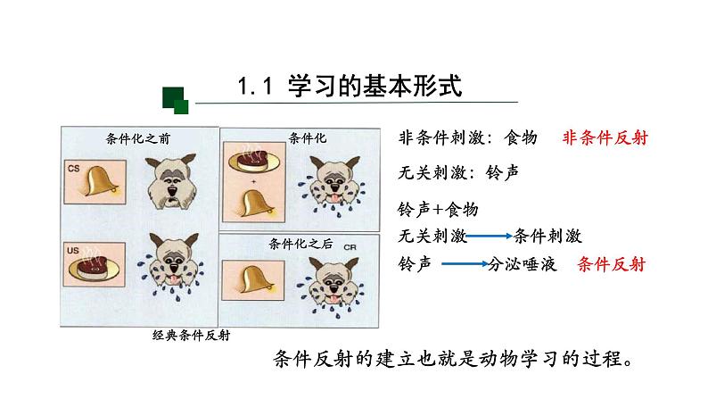 2.5人脑的高级功能 第2课时 课件【新教材】人教版（2019）高中生物选择性必修一05