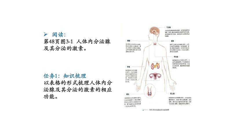 3.1激素与内分泌系统 第2课时 课件【新教材】人教版（2019）高中生物选择性必修一第3页