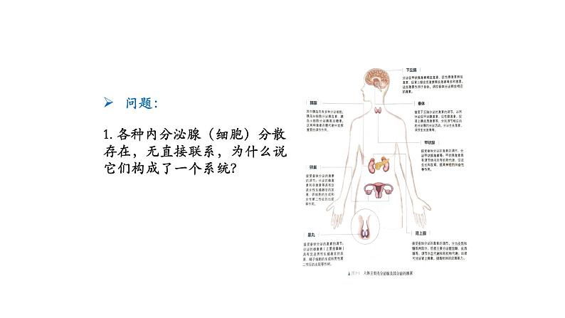 3.1激素与内分泌系统 第2课时 课件【新教材】人教版（2019）高中生物选择性必修一第5页