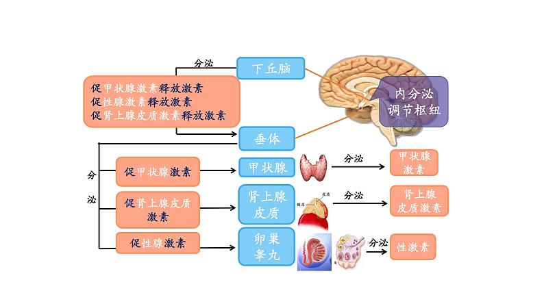 3.1激素与内分泌系统 第2课时 课件【新教材】人教版（2019）高中生物选择性必修一第8页