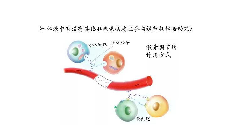 3.3体液调节与神经调节的关系 第1课时 课件【新教材】人教版（2019）高中生物选择性必修一03