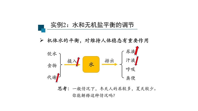 3.3体液调节与神经调节的关系 第2课时 课件【新教材】人教版（2019）高中生物选择性必修一03