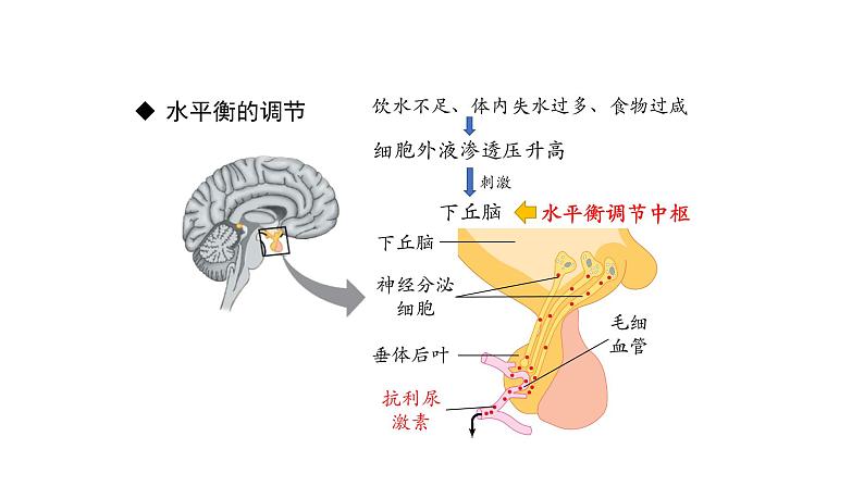3.3体液调节与神经调节的关系 第2课时 课件【新教材】人教版（2019）高中生物选择性必修一06