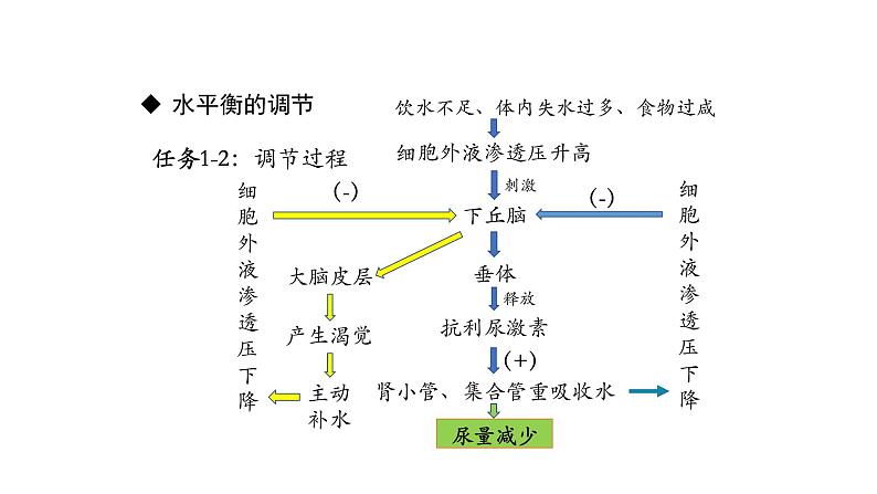 3.3体液调节与神经调节的关系 第2课时 课件【新教材】人教版（2019）高中生物选择性必修一08