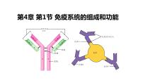 高中生物人教版 (2019)选择性必修1第4章 免疫调节第1节 免疫系统的组成和功能课文ppt课件