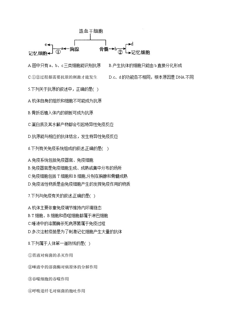 4.1免疫系统的组成和功能（基础训练） 同步练习【新教材】人教版（2019）高中生物选择性必修一02