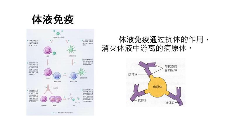 4.2特异性免疫 第2课时 课件【新教材】人教版（2019）高中生物选择性必修一02