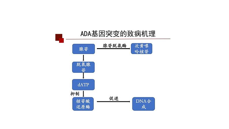 4.3免疫失调 第1课时 课件【新教材】人教版（2019）高中生物选择性必修一第8页