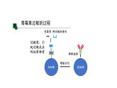 4.3免疫失调 第2课时 课件【新教材】人教版（2019）高中生物选择性必修一