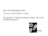4.4免疫学的应用 课件【新教材】人教版（2019）高中生物选择性必修一