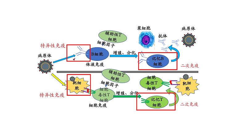 4.4免疫学的应用 课件【新教材】人教版（2019）高中生物选择性必修一06