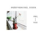 5.1植物生长素 第1课时 课件【新教材】人教版（2019）高中生物选择性必修一