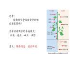 5.1植物生长素 第1课时 课件【新教材】人教版（2019）高中生物选择性必修一