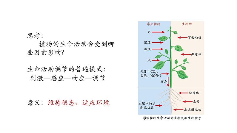 5.1植物生长素 第1课时 课件【新教材】人教版（2019）高中生物选择性必修一第5页