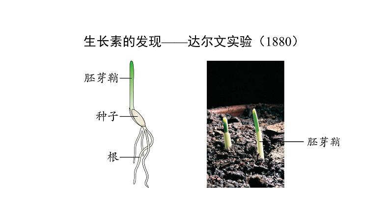 5.1植物生长素 第1课时 课件【新教材】人教版（2019）高中生物选择性必修一第6页