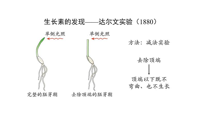 5.1植物生长素 第1课时 课件【新教材】人教版（2019）高中生物选择性必修一第7页