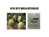 5.3植物生长调节剂的应用 课件【新教材】人教版（2019）高中生物选择性必修一