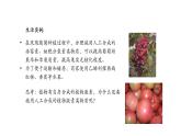 5.3植物生长调节剂的应用 课件【新教材】人教版（2019）高中生物选择性必修一