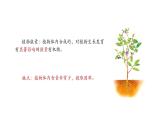5.3植物生长调节剂的应用 课件【新教材】人教版（2019）高中生物选择性必修一
