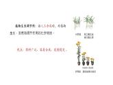 5.3植物生长调节剂的应用 课件【新教材】人教版（2019）高中生物选择性必修一