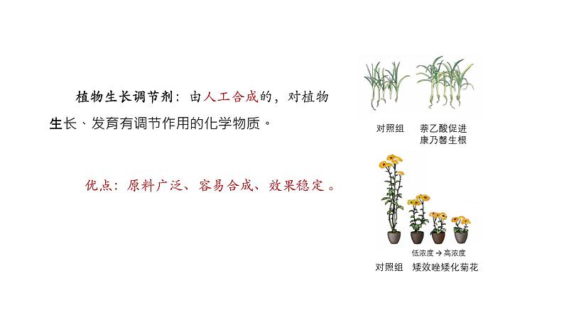 5.3植物生长调节剂的应用 课件【新教材】人教版（2019）高中生物选择性必修一第4页