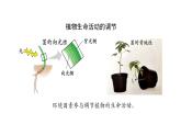 5.4环境因素参与调节植物的生命活动 第1课时 课件【新教材】人教版（2019）高中生物选择性必修一