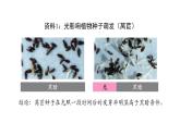 5.4环境因素参与调节植物的生命活动 第1课时 课件【新教材】人教版（2019）高中生物选择性必修一