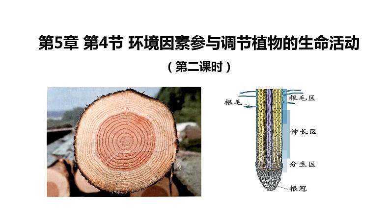 5.4环境因素参与调节植物的生命活动（第二课时） 课件【新教材】人教版（2019）高中生物选择性必修一第1页