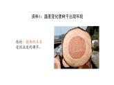 5.4环境因素参与调节植物的生命活动（第二课时） 课件【新教材】人教版（2019）高中生物选择性必修一