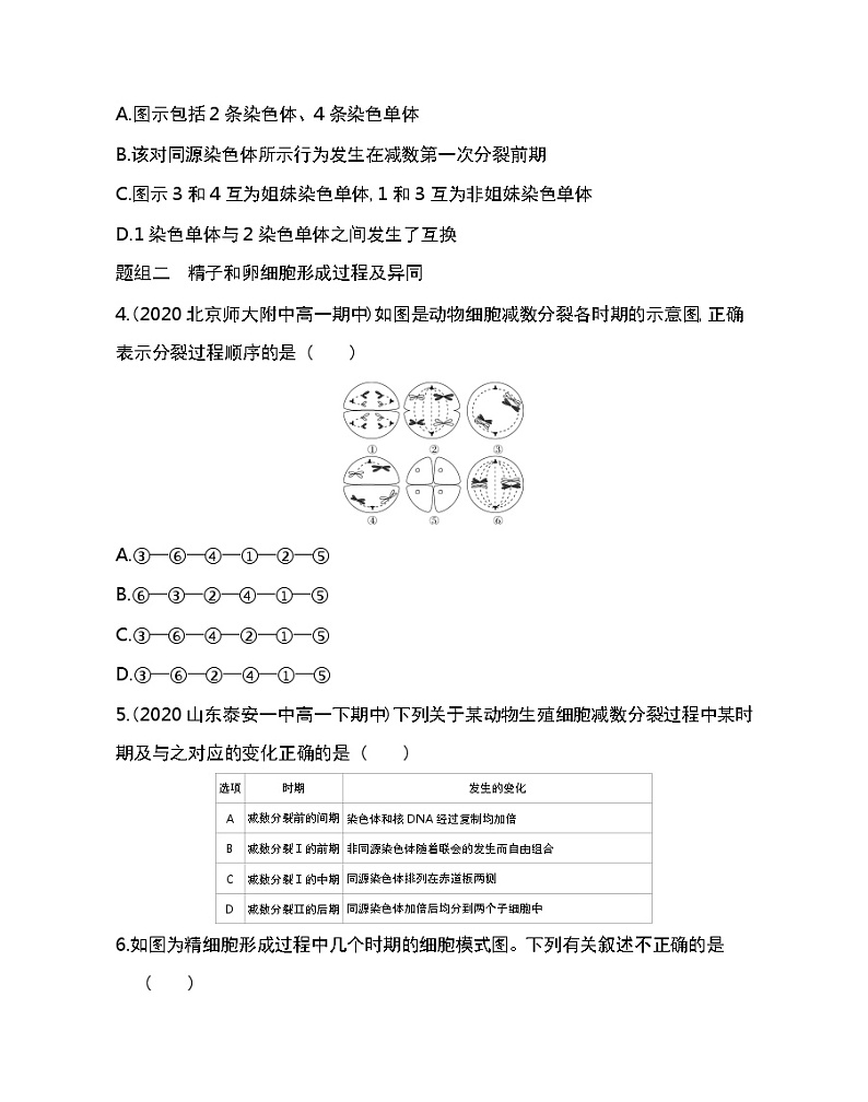 第1节　减数分裂和受精作用-2022版生物必修第二册人教版（2019） 同步练习 （Word含解析）第2页