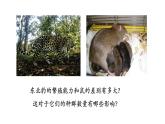 1.1种群的数量特征（第二课时）课件【新教材】人教版（2019）高中生物选择性必修二