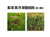 2.1群落的结构（第一课时）课件【新教材】人教版（2019）高中生物选择性必修二