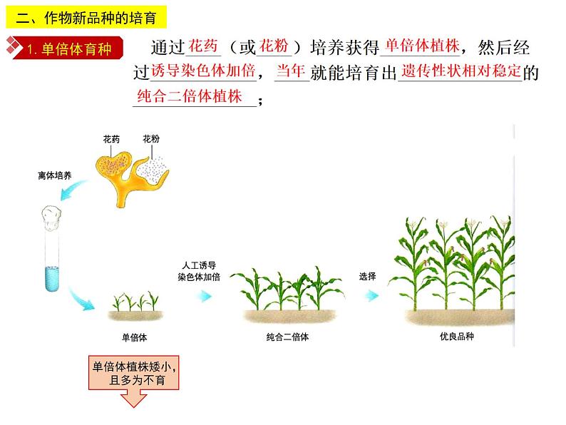 2.1.3 植物细胞工程的应用 课件【新教材】 人教版（2019）高二生物选择性必修三08