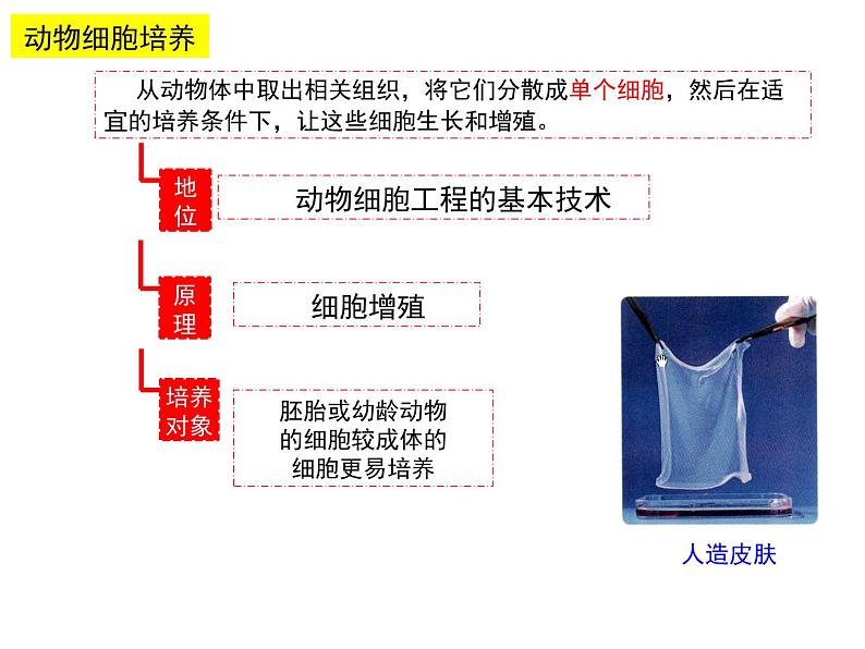 2.2.1 动物细胞培养 课件【新教材】 人教版（2019）高二生物选择性必修三06
