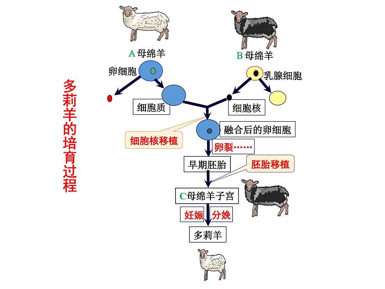 2.2.3 动物体细胞核移植技术和克隆动物 课件【新教材】 2020-2021学年人教版（2019）高二生物选择性必修三第4页