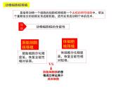 2.2.3 动物体细胞核移植技术和克隆动物 课件【新教材】 人教版（2019）高二生物选择性必修三