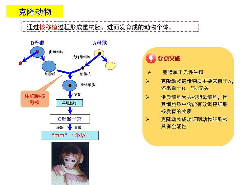 2.2.3 动物体细胞核移植技术和克隆动物 课件【新教材】 2020-2021学年人教版（2019）高二生物选择性必修三第7页