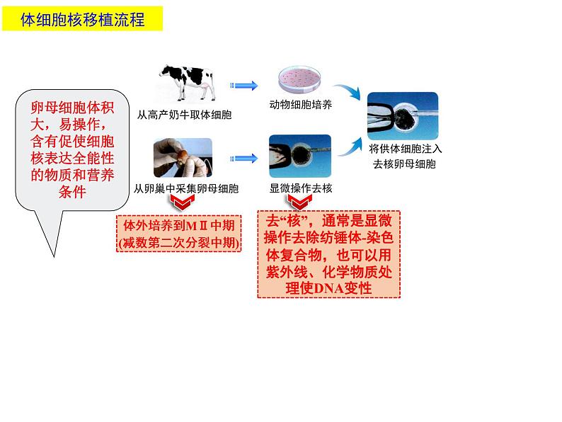 2.2.3 动物体细胞核移植技术和克隆动物 课件【新教材】 2020-2021学年人教版（2019）高二生物选择性必修三第8页