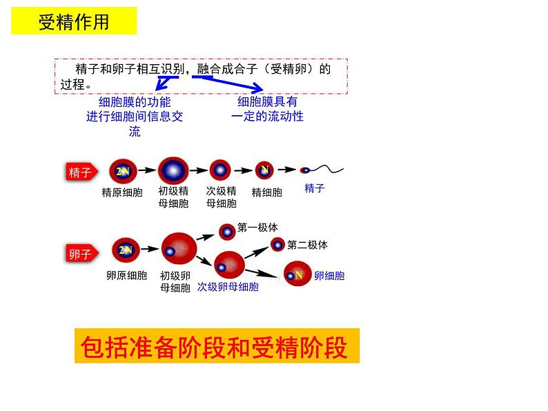 2.3.1 胚胎工程的理论基础 课件【新教材】 人教版（2019）高二生物选择性必修三08