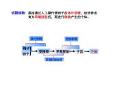 2.3.2 胚胎工程技術(shù)及其應(yīng)用 課件【新教材】人教版（2019）高二生物選擇性必修三