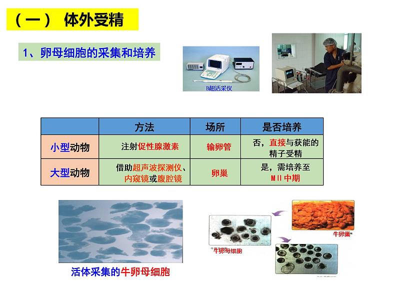 2.3.2 胚胎工程技术及其应用 课件【新教材】人教版（2019）高二生物选择性必修三06