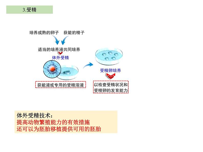 2.3.2 胚胎工程技术及其应用 课件【新教材】人教版（2019）高二生物选择性必修三08